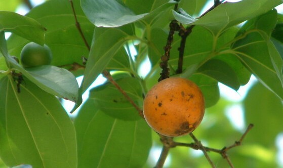 Natural compounds from  Strychnos nux-vomica L.