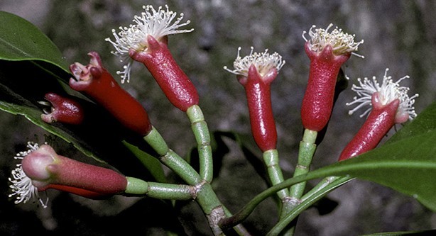 Natural compounds from  Syzygium aromaticum (L.) Merrill 