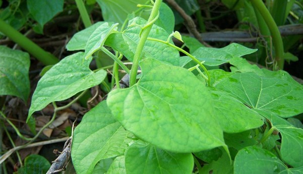 Natural compounds from  Tinospora sinensis (Lour.) Merr.