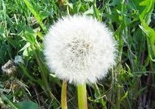 Natural compounds from  Taraxacum mongolicum Hand. Mazz.