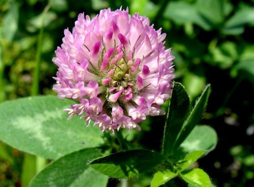 Natural compounds from  Trifolium pratense L.