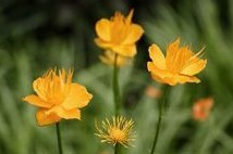 Natural compounds from  Trollius chinensis Bunge