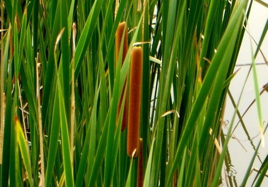 Natural compounds from  Typha orientalis Presl.