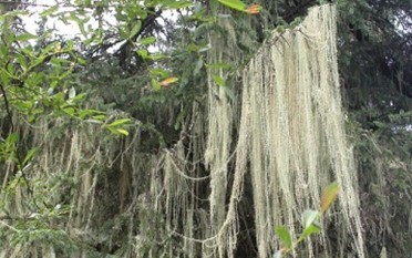Natural compounds from  Usnea diffracta Vain.