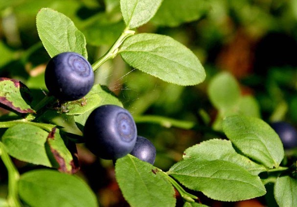 Natural compounds from  Vaccinium myrtillus