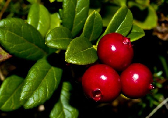 Natural compounds from  Vaccinium vitis-idaea L.