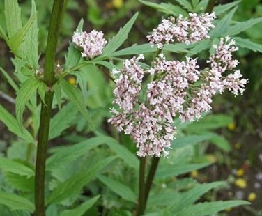 Natural compounds from  Valeriana officinalis L.