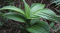 Natural compounds from  Veratrum grandiflorum Loes.