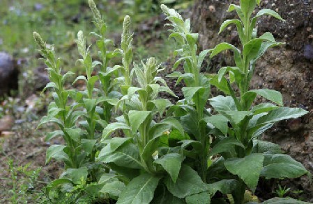 Natural compounds from  Verbascum thapsus L.