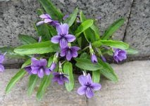 Natural compounds from  Viola yedonensis Makino
