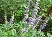 Natural compounds from  Vitex negundo Linn. var. cannabifolia