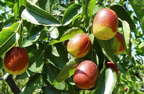 Natural compounds from  Ziziphus jujuba Mill. var. inermis (Bunge) Rehd.