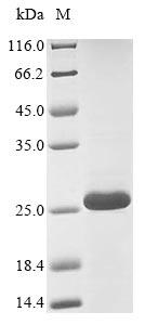 Alpha-conotoxin VxXXC, Recombinant Protein 