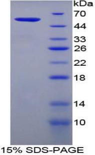 Filaggrin (FLG), Recombinant Protein