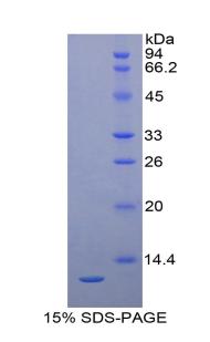 Proteoglycan 4 (PRG4), Recombinant Protein