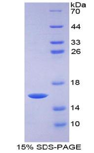 Growth Differentiation Factor 15 (GDF15), Recombinant Protein