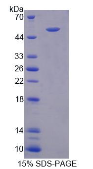 Lymphocyte Function Associated Antigen 3 (LFA3), Recombinant Protein