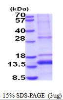 GDF11, Recombinant Protein