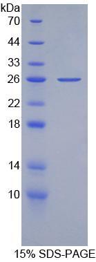 Apolipoprotein B100 (APOB100), Recombinant Protein 
