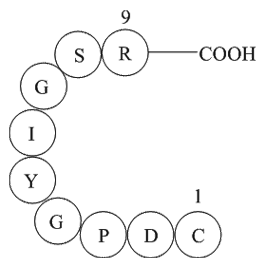 Laminin (925-933)