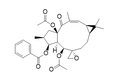 大戟因子L25