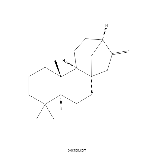 (+)-Phyllocladene