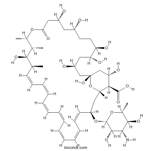 Amphotericin B