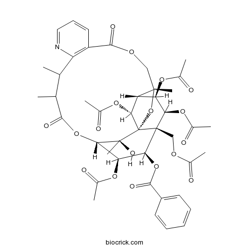 Mayteine