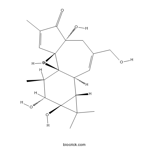 Phorbol