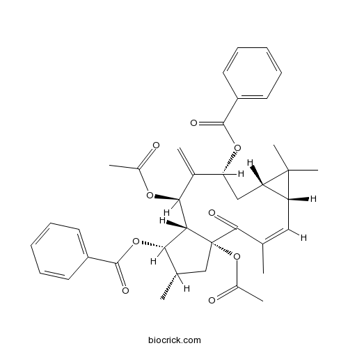 大戟因子L2