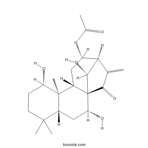 香茶菜乙素