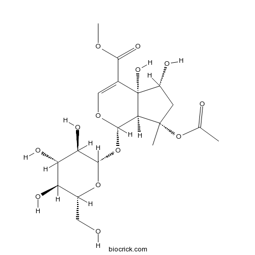 Phlorigidoside B