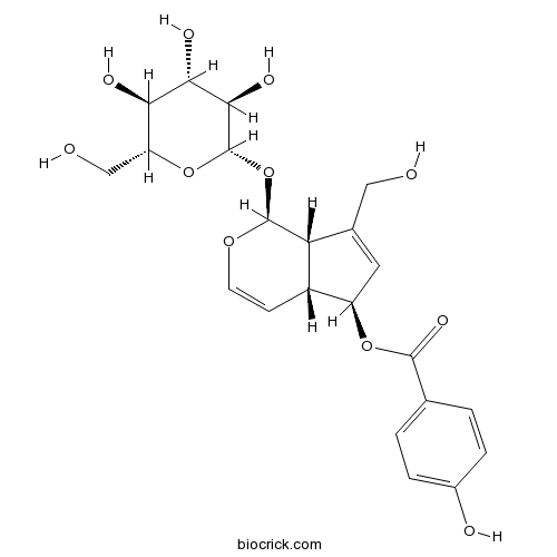 6-O-对羟基苯甲酰基桃叶珊瑚苷