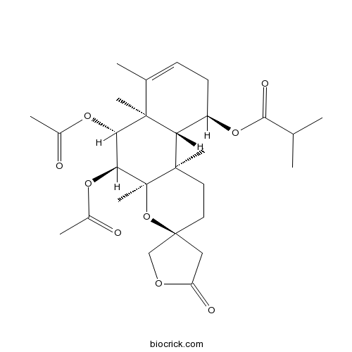 Scutebata E