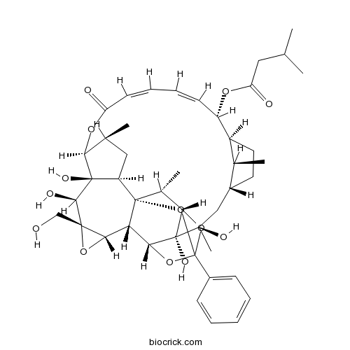 Trigothysoid N