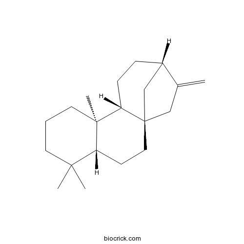 (-)-Phyllocladene