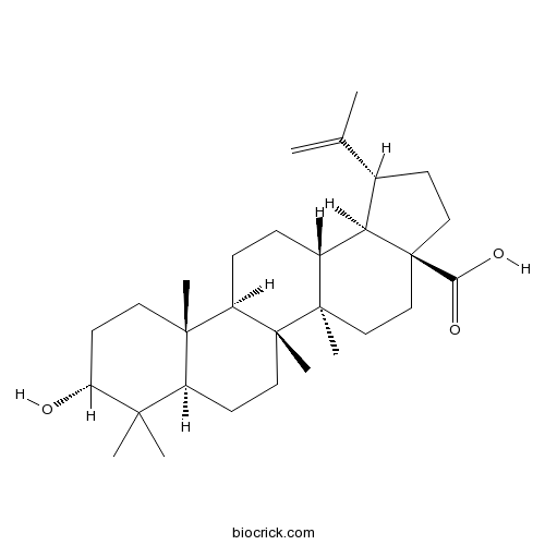 表白桦脂酸