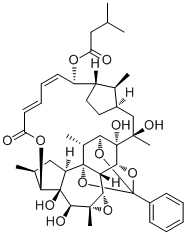 Trigothysoid P