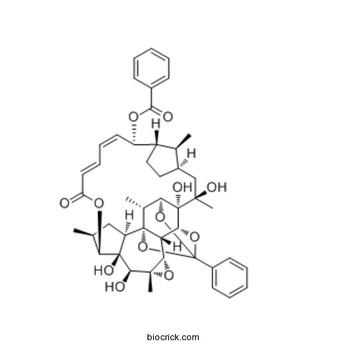 Trigothysoid O