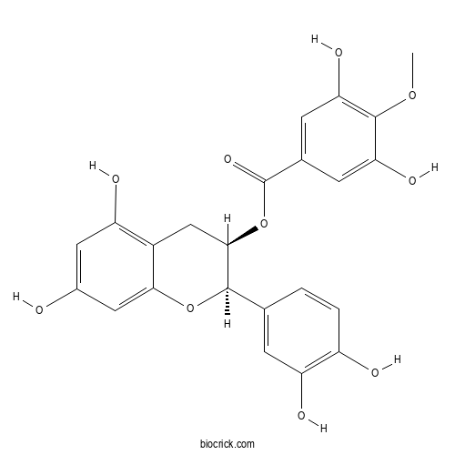 Epicatechin 3-O-(4-O-methylgallate)